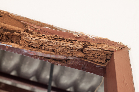 Termite damage to wood